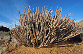 Kleinia longiflora. Namib-Naukluft. Namibia