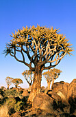 Quiver trees (Aloe dichotoma). Namib Naukluft Park. Namibia