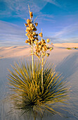 Soaptree Yucca (Yucca elata). White Sands National Monument. New Mexico. USA