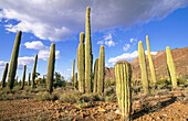 Saguaro (Carnegia gigantea). Organ Pipe Cactus National Monument. Arizona. USA