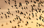 Flock of sandpipers. Sanibel Island. Florida. USA