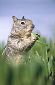 California Ground Squirrel (Spermophilus beecheyi). San Diego. California. USA