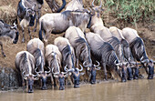 Blue Wildebeests (Connochaetes taurinus). Masai Mara. Kenya