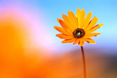 Namaqualand daisy (Dimorphoteca sinuata). Namaqualand National Park. Kamieskroon. South Africa.