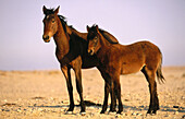 Namib wild horse (Equus caballus), mare and foal. Klein Aus. Namibia.