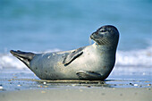 Harbour seal (Phoca vitulina). Island of Helgoland. Germany.