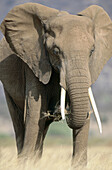 African Elephant (Loxodonta africana), feeding. Samburu National Reserve. Kenya