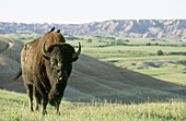American Bison (Bison bison). Badlands National Park. South Dakota. USA