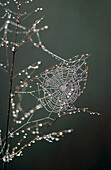 Spiderweb with dew drops. Everglades National Park. Florida. USA
