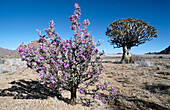 Eberlanzia spinosa. Namib Naukluft Park. Namibia