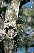 Eastern Screech-Owl (Megascops asio). Corkscrew swamp. Florida. USA