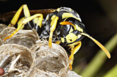 Wasp (Polistes gallicus)