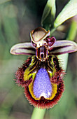 Mirror Orchid (Ophrys speculum)
