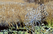 Frosted spider web. Teruel province, Spain