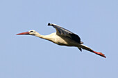 White Stork (Ciconia ciconia) in flight. Spain