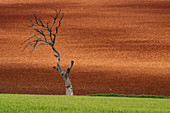 Death tree. Malaga Province. Andalucía. Spain