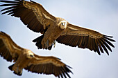 Griffon Vulture (Gyps fulvus)