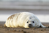 Grey Seal (Halichoerus grypus), pup on sand. Donna Nook National Nature Reserve, England. UK