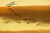 Cranes flying. Laguna de Gallocanta area, Zaragoza province. Aragón, Spain