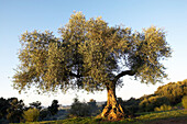 Olive tree in the evening