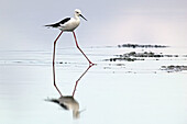 Black-winged Stilt (Himantopus himantopus). Spain