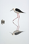 Black-winged Stilt (Himantopus himantopus)