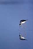 Black-winged Stilt (Himantopus himantopus)