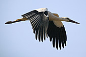 White Stork (Ciconia ciconia) in flight. Spain
