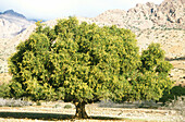 Argan tree (Argania spinosa). Meridional Anti-Atlas, Morocco