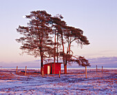 Moon, Pines (Pinus sylvestris), red hut, Baltic Sea. Öland. Sweden