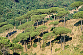 Pine trees. Catalonia, Spain