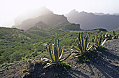 Cactus. Tenerife. Canary Islands. Spain.