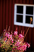 Spring flower. Havstenssund. Bohuslan. Sweden.
