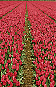 Tulip fields. Holland