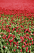 Tulip fields. Holland