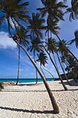 Person climbing on a palm tree, Bottom Bay, St. Philip, Barbados, Caribbean