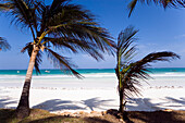 Palm trees at Diani Beach, Coast, Kenya