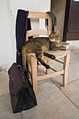 Katze liegt auf einem Stuhl in Kloster Neofytos, orthodox, bei Pafos, Südzypern, Zypern