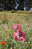 Close up of a red poppy in a meadow, field near Perivolia, Larnaka district, South Cyprus, Cyprus