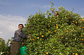 Man picking oranges, Orange harvest, orange grove, agriculture, Güzelyurt, Morfou, North Cyprus, Cyprus