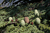 Close up of cones on a cedar tree, Cedar valley, Tripylos mountain, Troodos mountains, South Cyprus, Cyprus