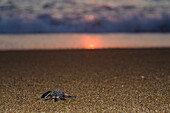 Green Sea Turtle, Chelonia mydas, running from its nest to the sea, turtle project, Lara Beach, Akamas, Cyprus