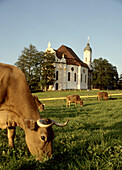 Kühe grasen auf einer Weide, Wieskirche im Hintergrund, Wies, Bayern, Deutschland