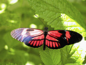 Butterfly (Heliconius clysonimus)