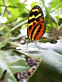 Tiger Mimic-Queen (Lycorea cleobaea)
