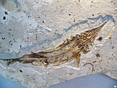Protopsephurus liui, well-preserved primitive paddlefish (Acipenseriformes: Polyodontidae) from the Lower Cretaceous of China