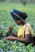Tea picker in tea plantation. Assam, India