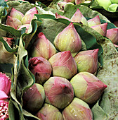 Lotus flowers at Songwat Road of the flowers market at Pak Khlong Thalaat. Bangkok (Krung Thep), Thailand