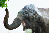  Animal, Animals, Bath, Bathing, Baths, Close up, Close-up, Closeup, Color, Colour, Daytime, Elephant, Elephants, Exterior, Fresh, Freshness, Horizontal, Mammal, Mammals, Nature, One, One animal, Open mouth, Outdoor, Outdoors, Outside, Pachyderm, Pachyder