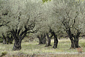 Olive trees. Roda de Isábena. Isábena valley. Pirineo Aragonés. Huesca province. Spain.